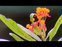 مناظير صيد زجاجية طويلة المدى 8x32 ED لمشاهدة الطيور